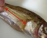 ハタハタの捌き方(背開き、腹開き)作り方3写真