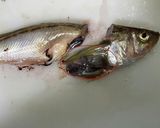 ハタハタの捌き方(背開き、腹開き)作り方5写真