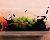 水戻しなし、保存容器でひじきの煮物作り方6写真