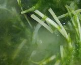 リカちゃん♡青のり味噌汁(水菜 大根)作り方13写真
