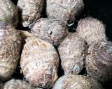 お年寄り絶賛シリーズ☆里芋☆甘味噌掛け☆作り方1写真