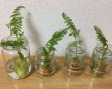 鯛の洋風姿煮…レモン添え作り方8写真