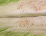 カニカマ白菜巻き作り方4写真