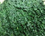 離乳食初期＊野菜11＊小松菜＊作り方3写真