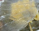 ブリオッシュ （ビニール発酵でお手軽）作り方5写真