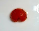 丸いプチトマトでも作れる♡トマト作り方4写真