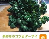 簡単ヘルシー☆ターサイのアンチョビ油炒め作り方10写真