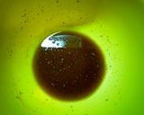 ✿オクラとイカの柚子ドレッシング和え✿作り方6写真