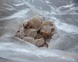 帆立の甘辛照り焼き作り方3写真
