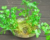 再生野菜でつくる「春の香りのえびチジミ」作り方1写真