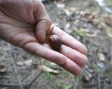 どんぐりペースト（万能）作り方1写真