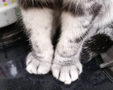 カリフラワーとソーセージのマスタード炒め作り方17写真