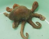 スナダコの煮付け作り方1写真