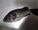 クロソイ鍋作り方1写真