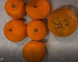 生搾りミカンと八朔の神ブレンドジュース作り方1写真
