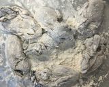 簡単♪牡蛎の磯辺巻き天ぷら作り方3写真