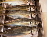 鯵の押し鮨作り方1写真