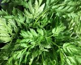 ♻️保存法｜シャク/コジャク🌿山菜大量の時作り方2写真