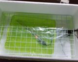 友麹法で作る自家製種麹900㎏分作り方2写真