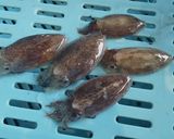 ヒメコウイカとブロッコリーの洋風炒め作り方1写真