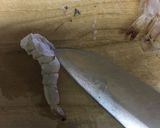 ガッテンの茶碗蒸し（少々アレンジ）作り方1写真