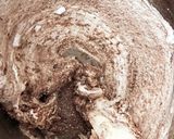 バレンタイン♡ショコラとベリーのマカロン作り方5写真