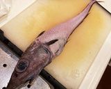 これは旨いオニヒゲのお刺身作り方2写真