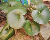 ツワブキの葉茶作り方1写真