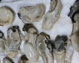 牡蠣のオイル漬け作り方3写真