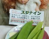 リカちゃん♡豚とスジナイン(絹さや)炒め作り方1写真