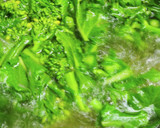 春の食材で、菜の花と小海老のオイマヨ和え作り方4写真