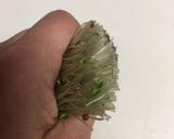 ブロッコリースプラウトの種の皮の取り方作り方2写真