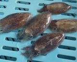 ヒメコウイカの刺身作り方1写真