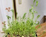 カジキマグロのから揚げ、おろしあんかけ作り方13写真