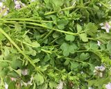 知らん草作り方1写真