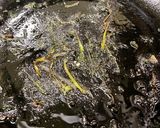 知らん草作り方7写真