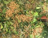 美味しい！生高菜のジャコ炒め作り方9写真