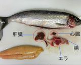 ニシンの捌き方 お刺身まで+α作り方5写真