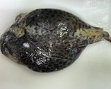 ごっこ(ホテイウオ)の卵の醤油漬け作り方1写真