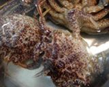 蟹を食べた後に蟹の殻で作るカニ玉スープ作り方5写真