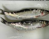 生ニシンの塩焼き作り方1写真