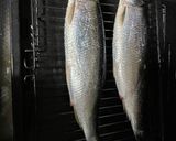 生ニシンの塩焼き作り方4写真