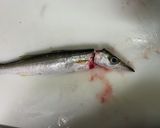 カマスの捌き方からお刺身までの一部始終作り方2写真