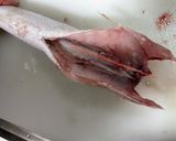 カマスの捌き方からお刺身までの一部始終作り方3写真