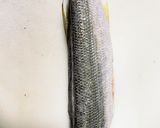 カマスの捌き方からお刺身までの一部始終作り方4写真
