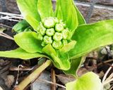 お年寄り絶賛シリーズ☆蕗の薹、天麩羅☆作り方1写真