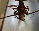 伊勢海老焼&刺身作り方1写真