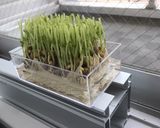 桜エビと豆苗の焼うどん作り方2写真