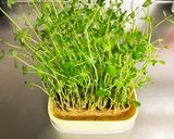豆苗の冷凍保存(再利用)作り方1写真