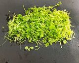 豆苗の冷凍保存(再利用)作り方3写真